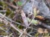 Ancylosis cinnamomella